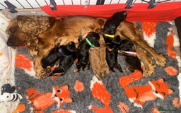 Cocker Spaniel dogs for sale: Beautiful show and working cockers - Image 7