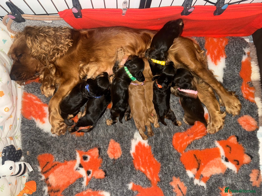 Cocker Spaniel dogs for sale: Beautiful show and working cockers - Image 7