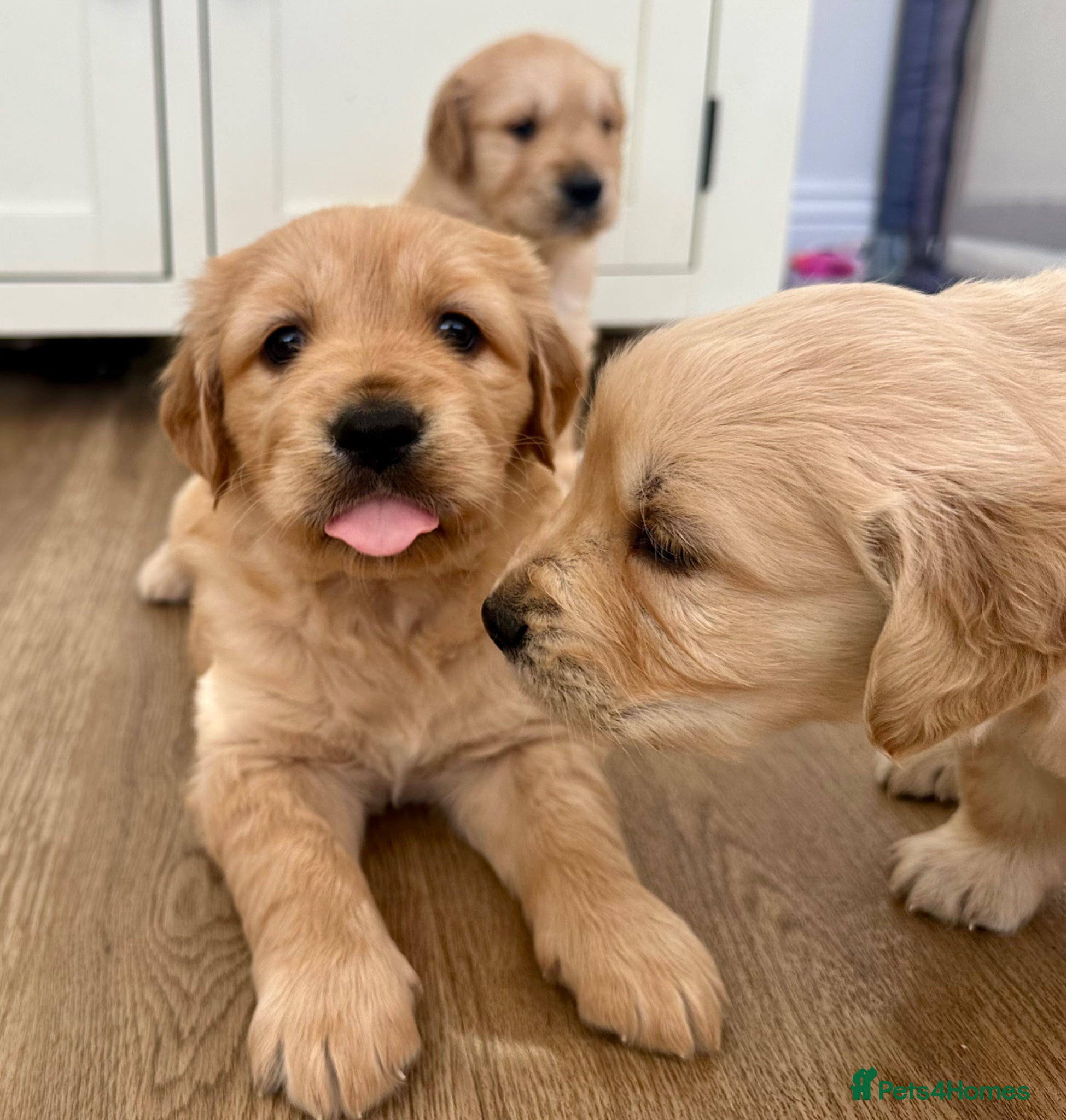 Golden Retriever dogs Gorgeous golden retriever puppies  - Advert 13