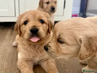 Golden Retriever dogs Gorgeous golden retriever puppies - Advert 13