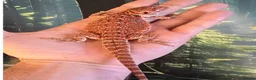 Bearded Dragon reptiles for sale: male bearded dragon and Viv set up  - Advert 5