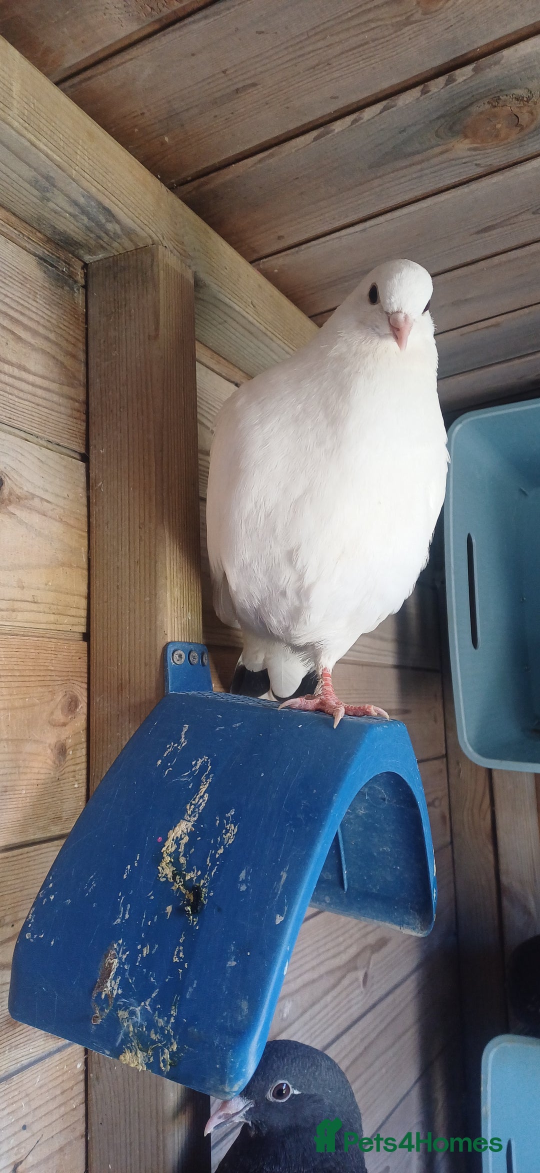Pigeons birds for sale: Breeding pair of pigeons - Image 8