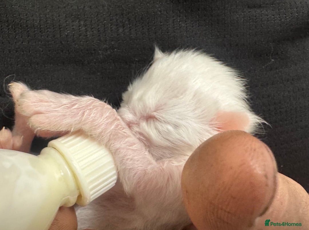 Maine Coon cats for sale: Mainecoon pure kittens  - Image 12
