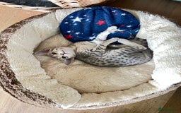 Ocicat cats for sale: Two delightful Blue Ocicat girls - Image 9