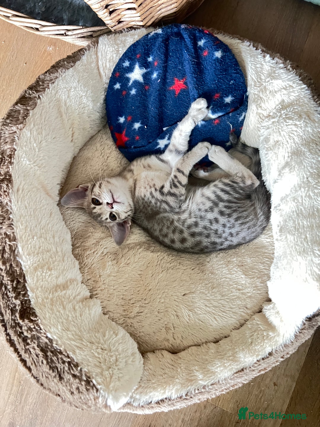 Ocicat cats for sale: Two delightful Blue Ocicat girls - Image 9