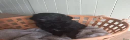 Bordoodle dogs for sale: Beautiful Home-Raised Bordoodle Puppies – 2 Girls in Galashiels - Advert 5