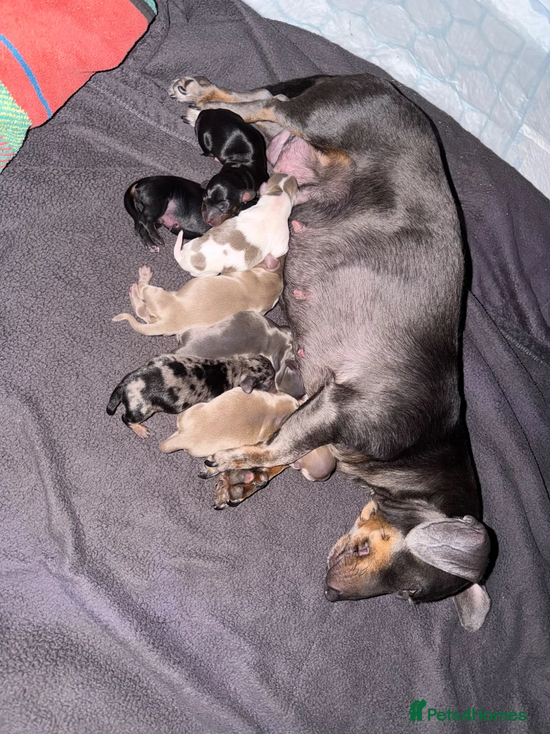 Miniature Dachshund dogs for sale: KC short haired and long haired puppies  - Advert 2