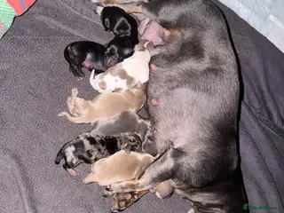 Miniature Dachshund dogs KC short haired and long haired puppies - Advert 2