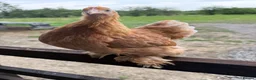 Chickens poultry for sale: Pekin Bantam Hens in a range of colours  - Advert 1