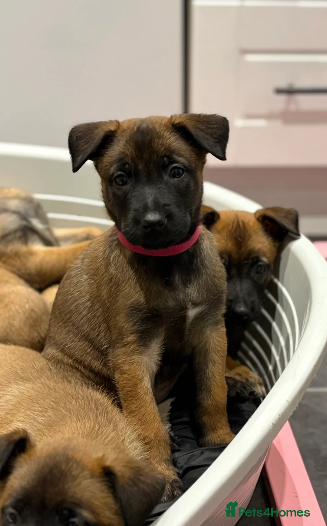 Belgian Shepherd Dog dogs for sale: Belgian Malinois Puppies - Advert 4