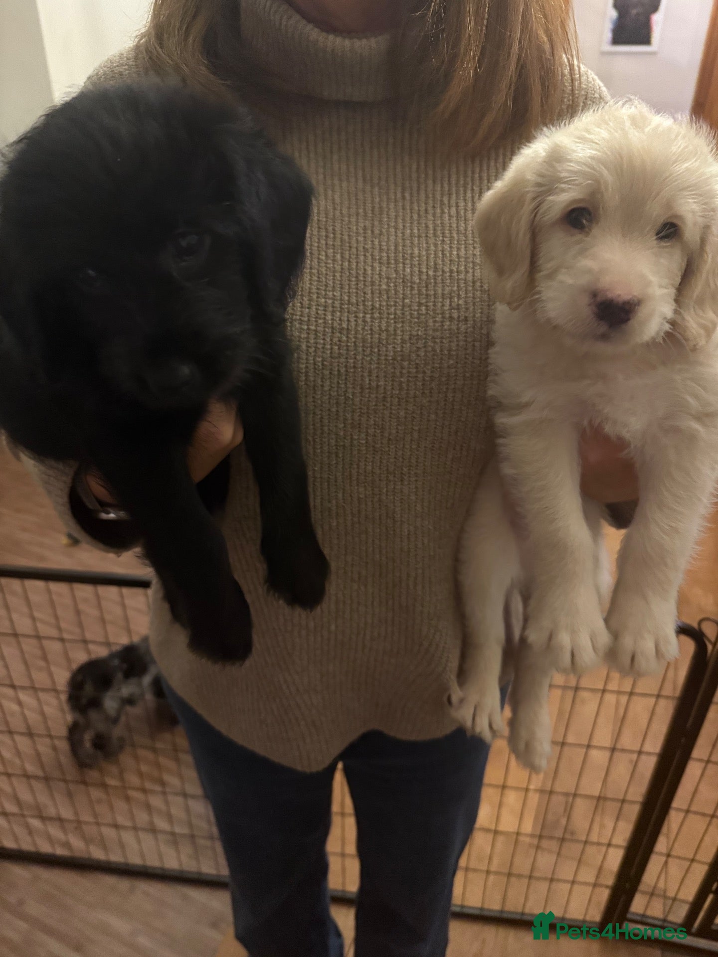 Labradoodle dogs Last two Stunning Labradoodles  - Advert 1
