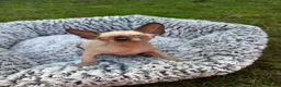 Sphynx cats for sale: Beautiful Canadian Sphynx Boy – Ready for His Home - Advert 11