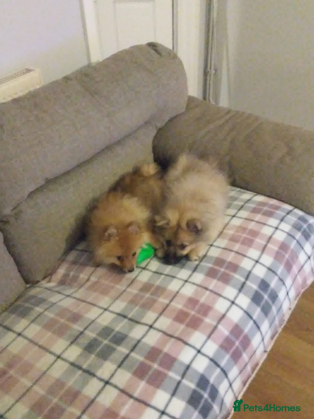 Pomeranian dogs Pomeranian puppies for sale - Advert 7
