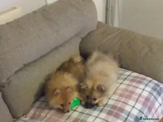 Pomeranian dogs Pomeranian puppies for sale - Advert 7