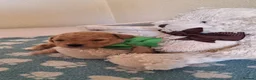 Cavapoochon dogs for sale: Gorgeous Health tested F1 Cavapoochon pups - Advert 8