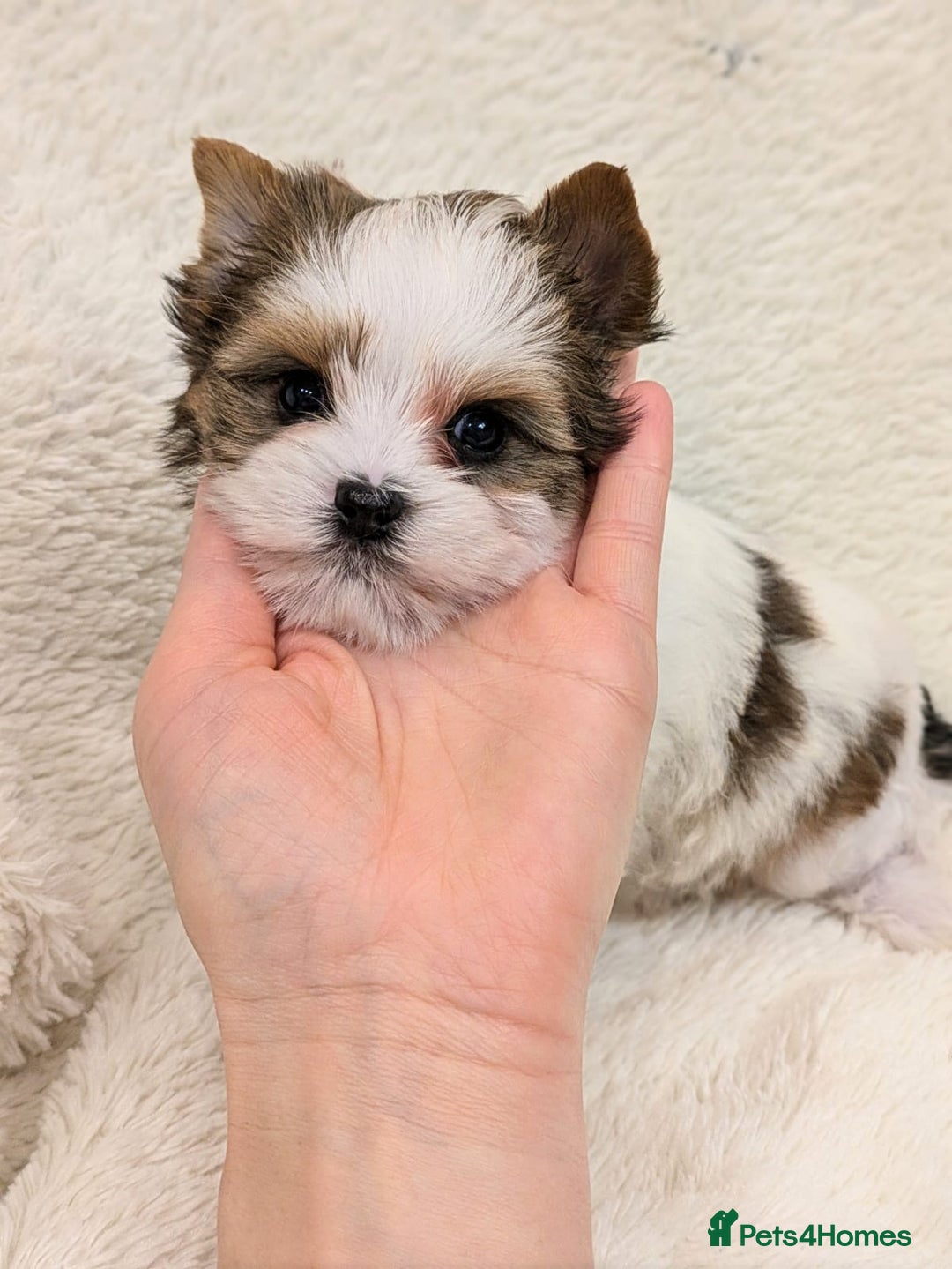 Yorkshire Terrier dogs for sale: Very tiny beautiful Biro puppys  - Advert 1