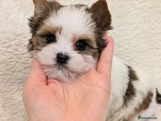 Yorkshire Terrier dogs Very tiny beautiful Biro puppys - Advert 4