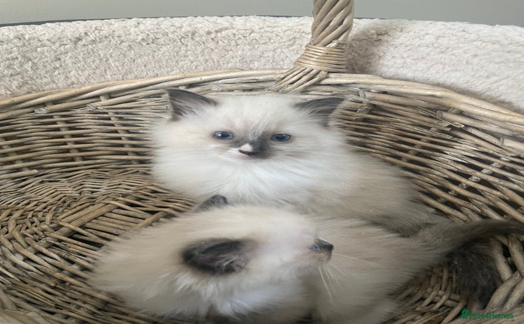Ragdoll cats - Advert 1