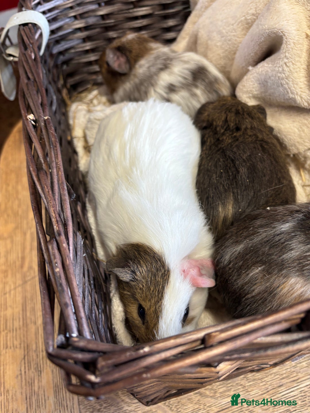 Guinea Pig rodents for sale: Beautiful baby male guinea pigs  - Image 7