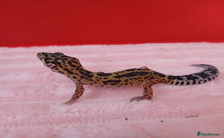 Leopard Gecko reptiles in Rochester - Advert 6