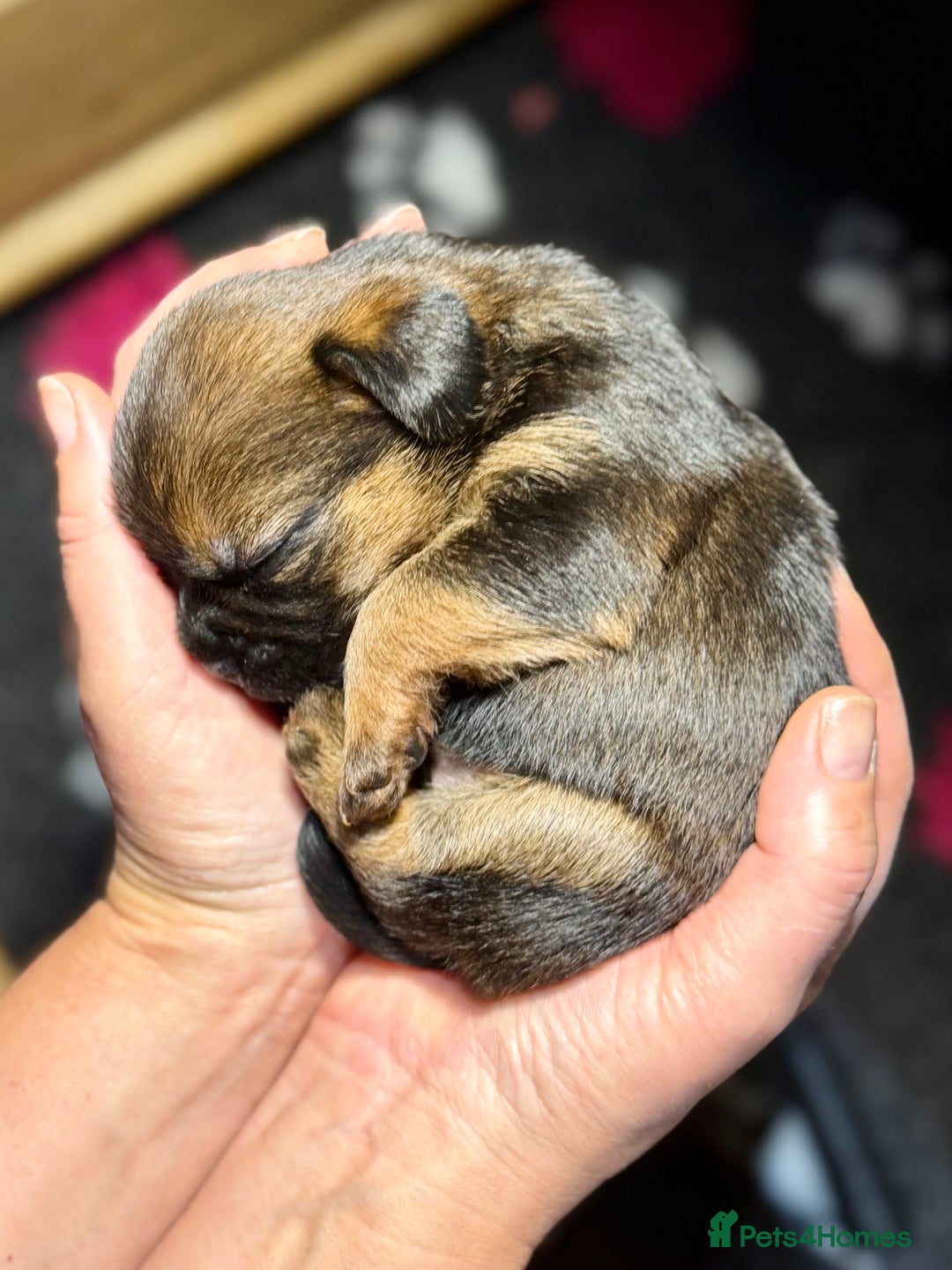 Border Terrier dogs for sale: Stunning Border Babies 🐾 Dog Training Family 🐾 - Advert 1