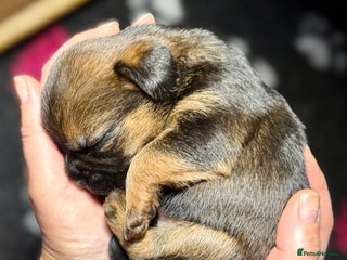 Border Terrier dogs Stunning Border Babies 🐾 Dog Training Family 🐾 - Advert 1