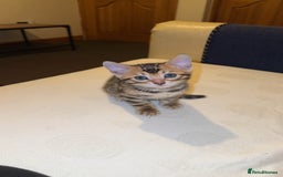 Bengal cats for sale: ⭐️⭐️QUALITY BENGAL FEMALE KITTEN⭐️⭐️ - Image 2