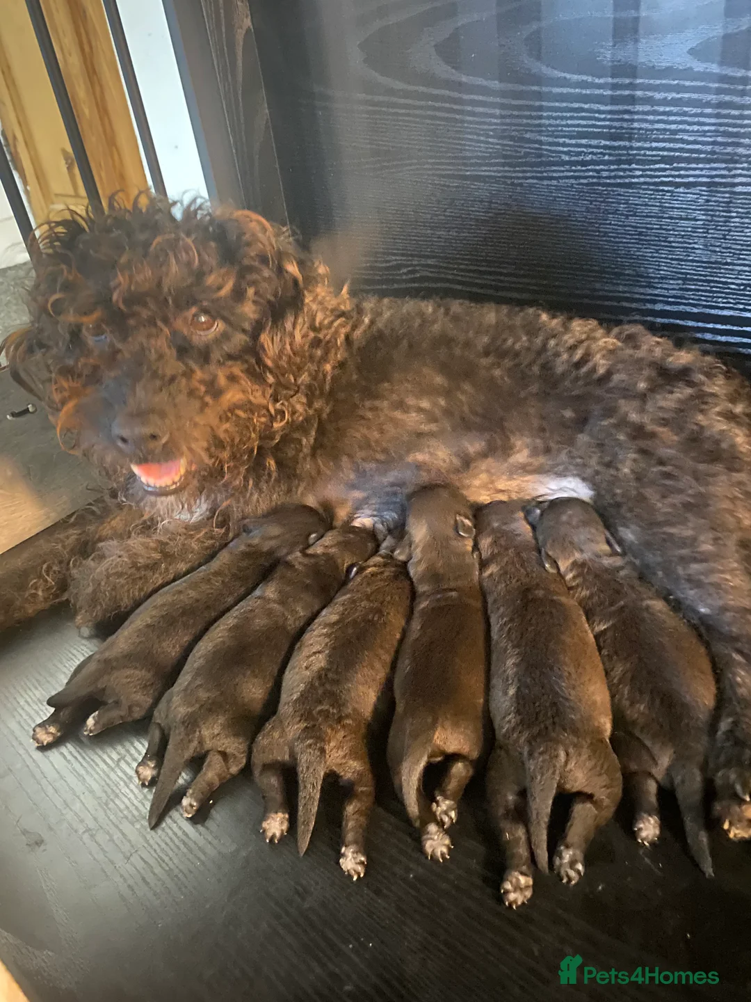 Patterdale Terrier dogs for sale: **Patterdale pups READY NOW** - Advert 2