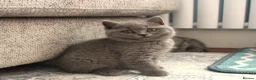 British Shorthair cats for sale: 🧸Teddy Bear Lilac/Blue British Shorthair Kittens✨ - Advert 30