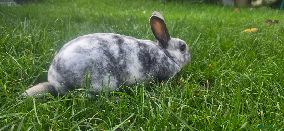 Rex rabbits for sale: 3 Mini rex 13 weeks old - Advert 11