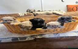 Pomapoo dogs for sale: stunning confident types - Image 2