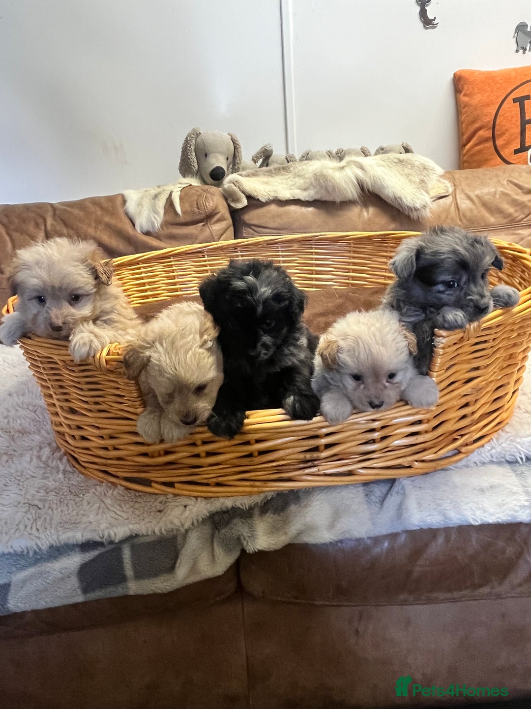 Pomapoo dogs for sale: stunning confident types - Image 2