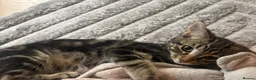 Domestic Shorthair cats for sale: Beautiful 4 month tabby🤎 in Shipston-on-Stour - Advert 2