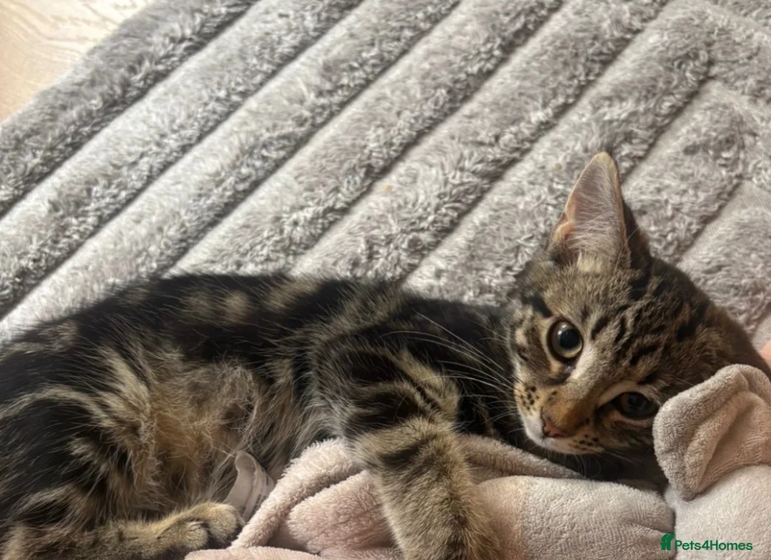 Domestic Shorthair cats for sale: Beautiful 4 month tabby🤎 in Shipston-on-Stour - Advert 2