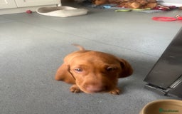 Hungarian Vizsla dogs for sale: Hungarian Vizsla puppies   - Image 10