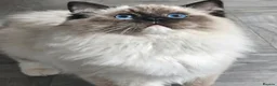 Ragdoll cats for sale: Majestic boy ❤️ - Advert 13