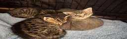 Mixed Breed cats for sale: 4 Beautiful Male Kittens Ready 15th May - Advert 22