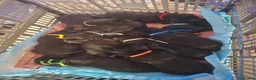 Labrador Retriever dogs for sale: Litter of 10 Lab pups in Stockport - Advert 2