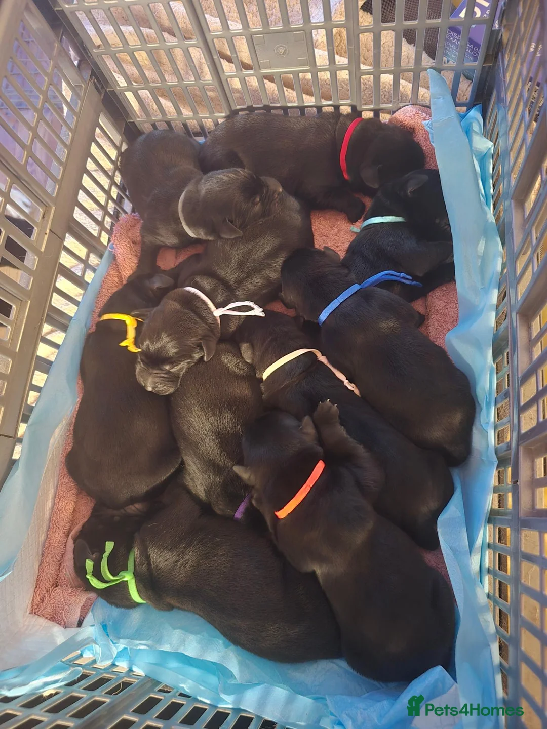 Labrador Retriever dogs for sale: Litter of 10 Lab pups in Stockport - Advert 2