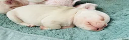 French Bulldog dogs for sale: French bulldog Puppies  - Advert 23