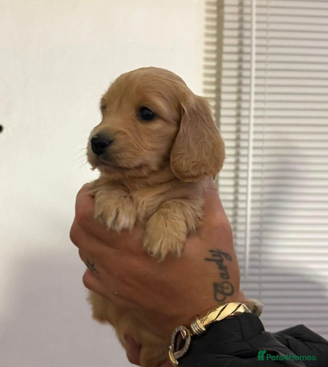 Miniature Dachshund dogs for sale: Miniature log haired - Advert 1