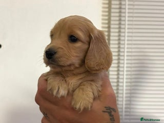 Miniature Dachshund dogs Miniature log haired - Advert 1