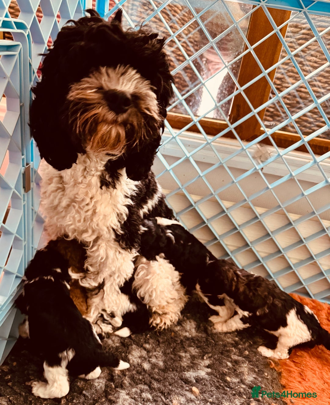 Cockapoo dogs for sale: Toy American Cockapoo girl available to reserve - Image 5