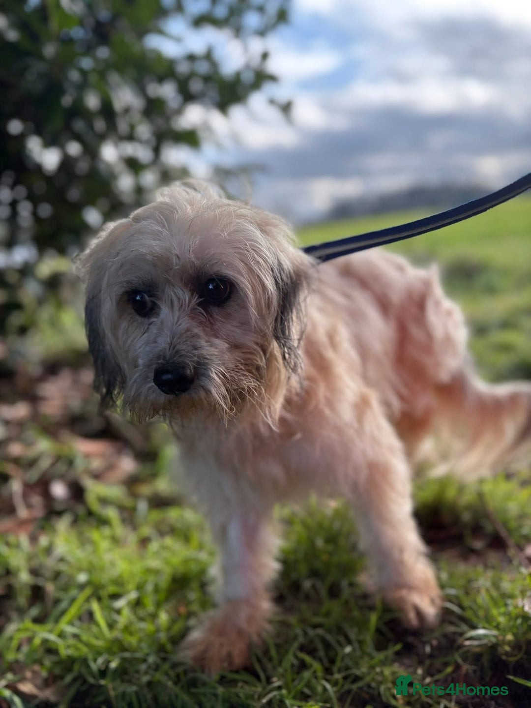 Mixed Breed dogs for adoption: Alison - Norwich Norfolk  - Advert 9