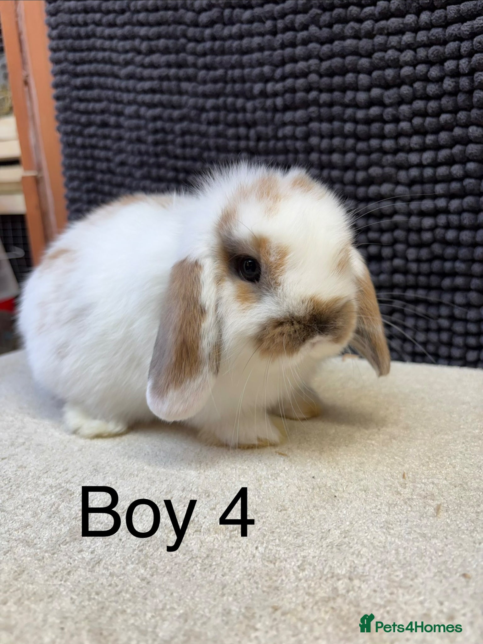 Dwarf Lop rabbits *VACCINATED* Super friendly dwarf lops  - Advert 9