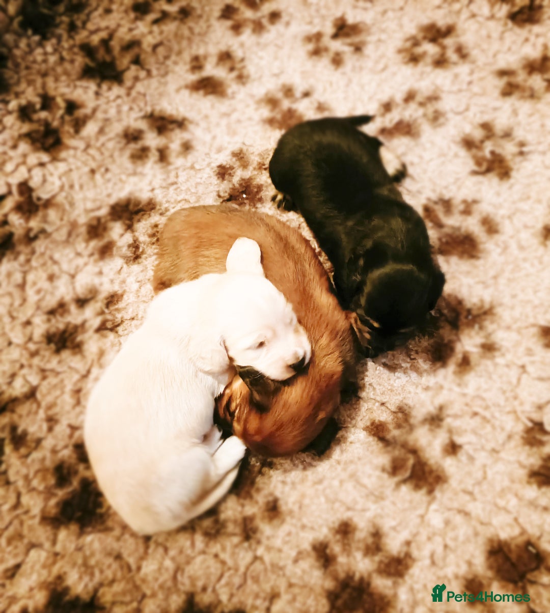 Miniature Dachshund dogs for sale: Remarkable mini Longcoat dachshund ETHICAL BREEDER - Advert 1