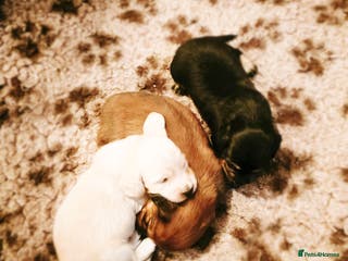 Miniature Dachshund dogs Remarkable mini Longcoat dachshund ETHICAL BREEDER - Advert 14