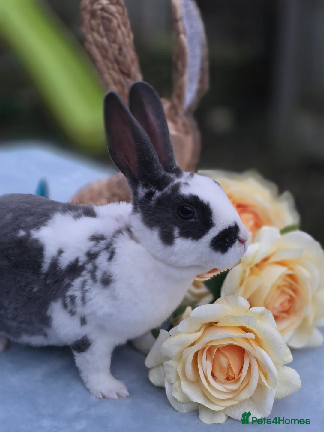 Rex rabbits for sale: Broken Blue Mini Rex Buck - Advert 1