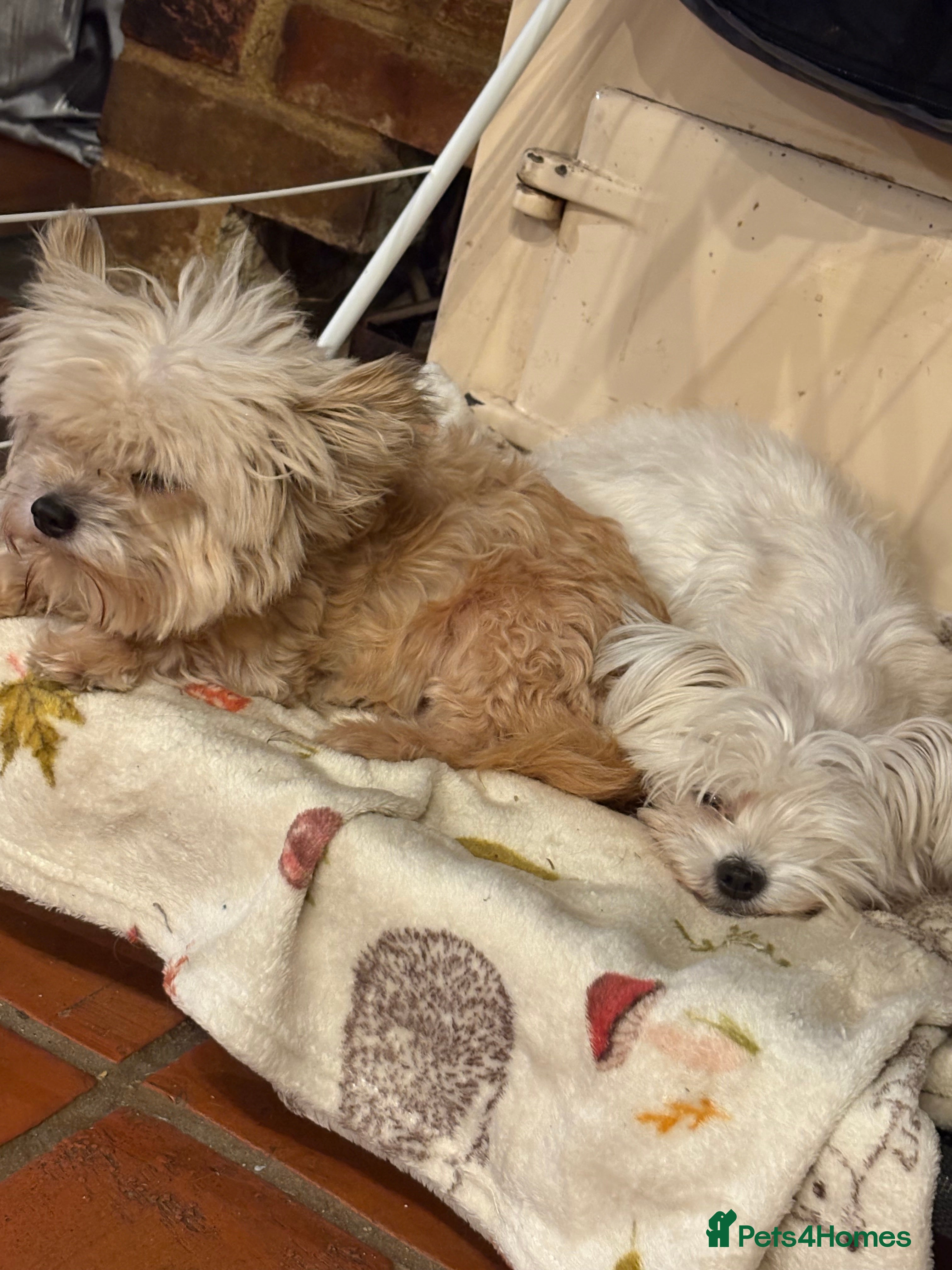 Morkie dogs Beautiful fluffy maltese - Advert 1