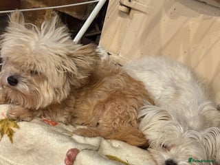 Morkie dogs Beautiful fluffy maltese - Advert 5